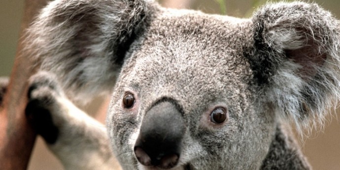 Scholl obuca – lagan korak za svaki dan